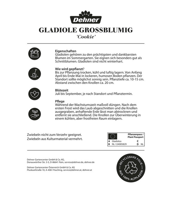 Dehner Blumenzwiebel Gladiole 'Cookie', 8 Stk.