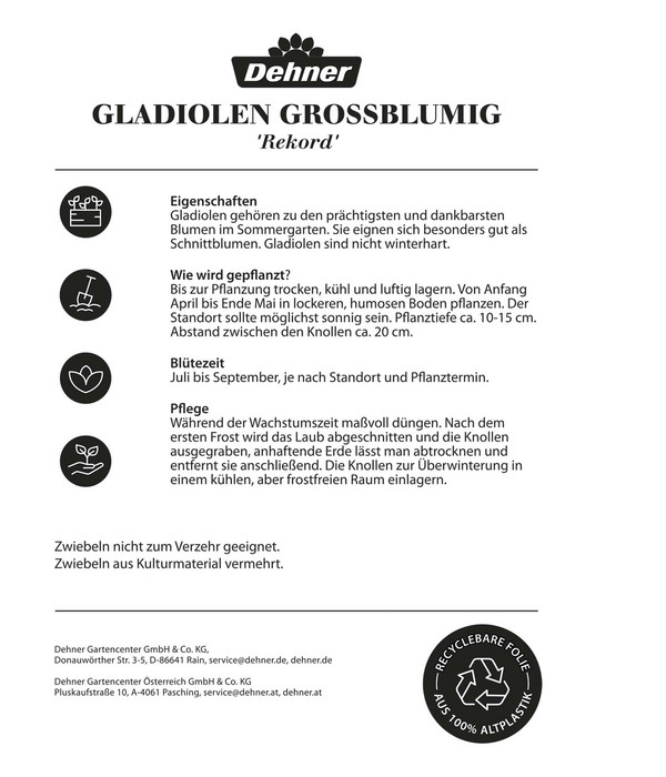 Dehner Blumenzwiebel Gladiolen-Mischung 'Rekord', 30 Stk.