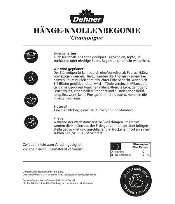 Dehner Blumenzwiebel Hänge-Knollenbegonie 'Champagne', 4 Stk.