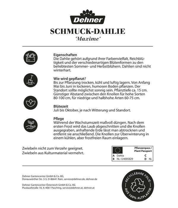 Dehner Blumenzwiebel Schmuck-Dahlie 'Maxime', 1 Stk.