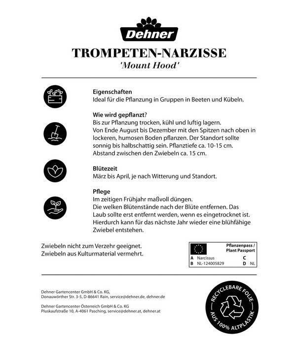 Dehner Blumenzwiebel Trompeten-Narzisse 'Mount Hood', 5 Stk.