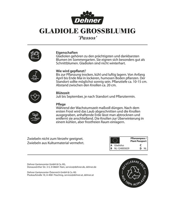 Dehner Blumenzwiebeln Gladiole 'Passos', 8 Stk.