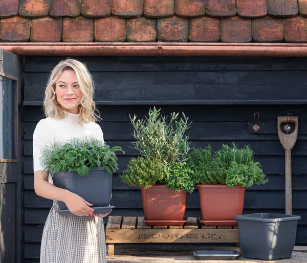 Dehner Gourmet Garten Salbei