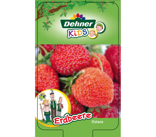 Dehner Kids Erdbeere 'Ostara', 8er-Schale