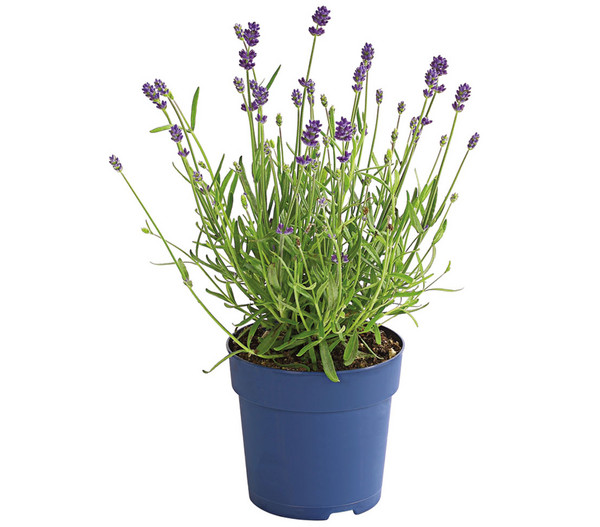 Dehner Lavendel 'Felice Purple'