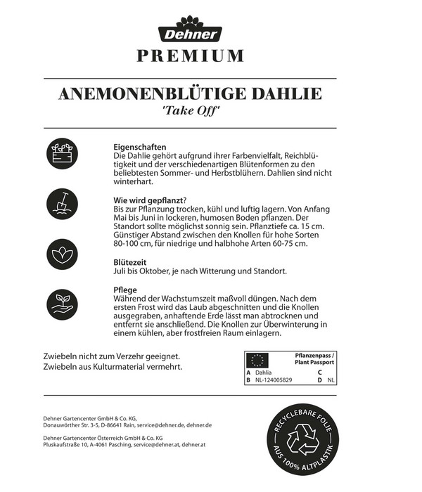 Dehner Premium Blumenzwiebel Anemonenblütige Dahlie 'Take Off', 2 Stk.