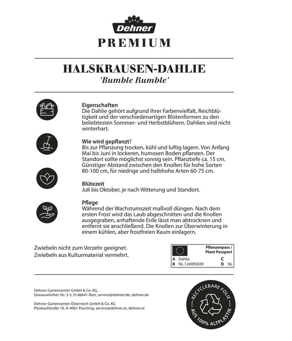 Dehner Premium Blumenzwiebel Halskrausen-Dahlie 'Bumble Rumble', 2 Stk.