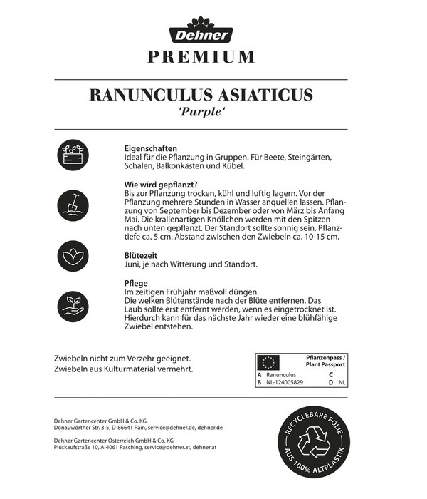 Dehner Premium Blumenzwiebel Ranunkel 'Purple', 12 Stk.