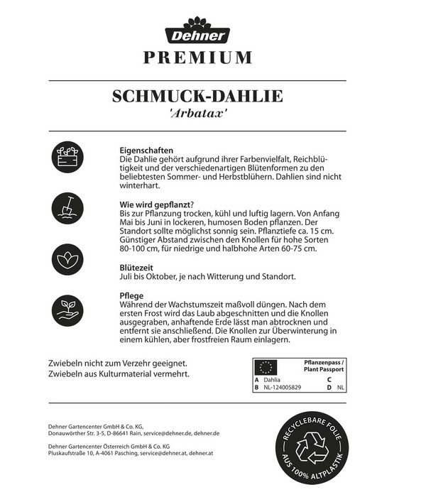 Dehner Premium Blumenzwiebel Schmuck-Dahlie 'Arbatax', 2 Stk.