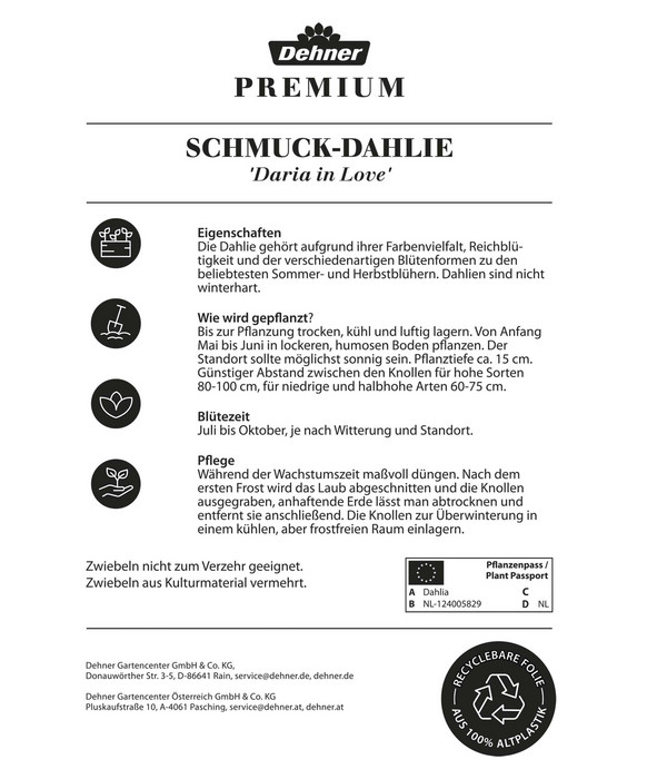 Dehner Premium Blumenzwiebel Schmuck-Dahlie 'Daria in Love', 2 Stk.