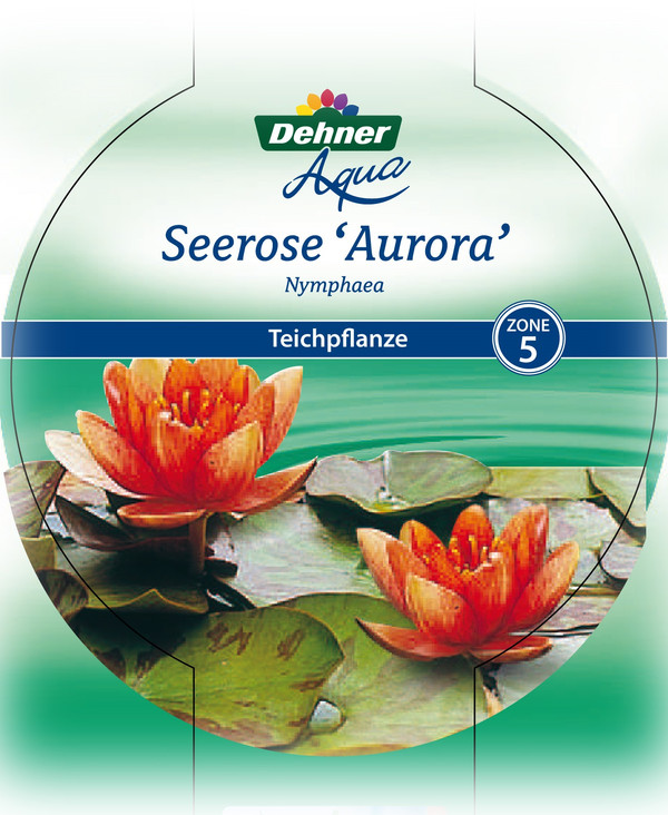 Dehner Seerose 'Aurora'