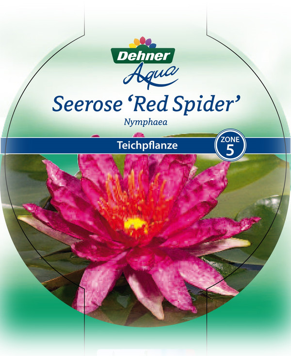 Dehner Seerose 'Red Spider'