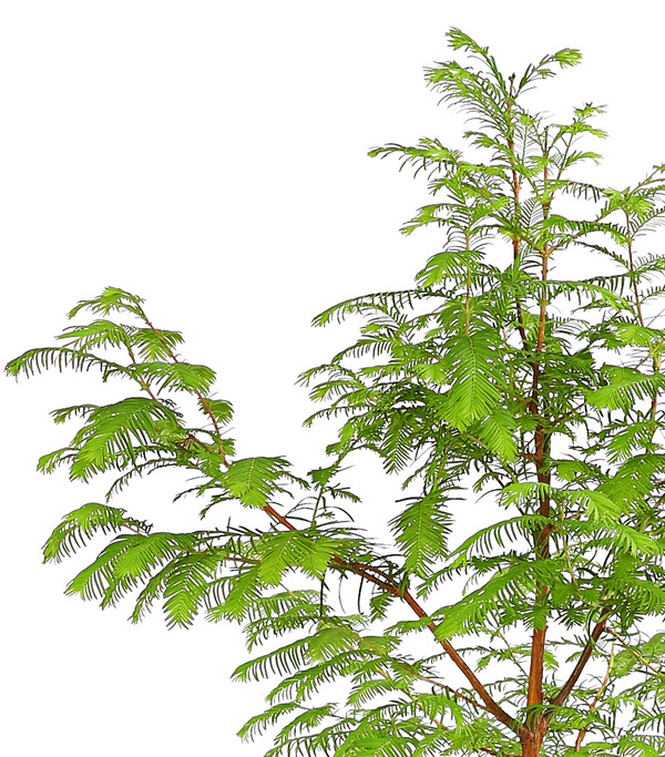 Dehner Urweltmammutbaum - Chinesisches Rotholz