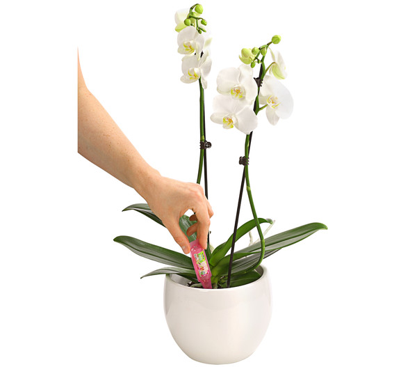 Dehner Vitalkur für Orchideen, flüssig, 30 ml