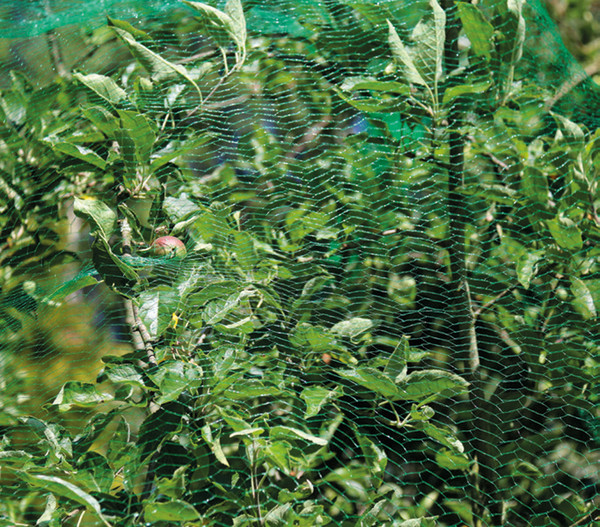 Dehner Pflanzenschutzdach Baumschutz-Netz gegen Vogelfraß, Kunststoff, grün
