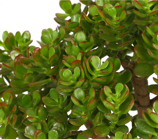 Dickblatt - Crassula cultivars, verschiedene Sorten
