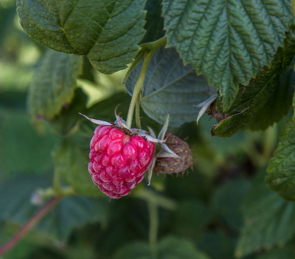 Himbeere 'Dorman Red'