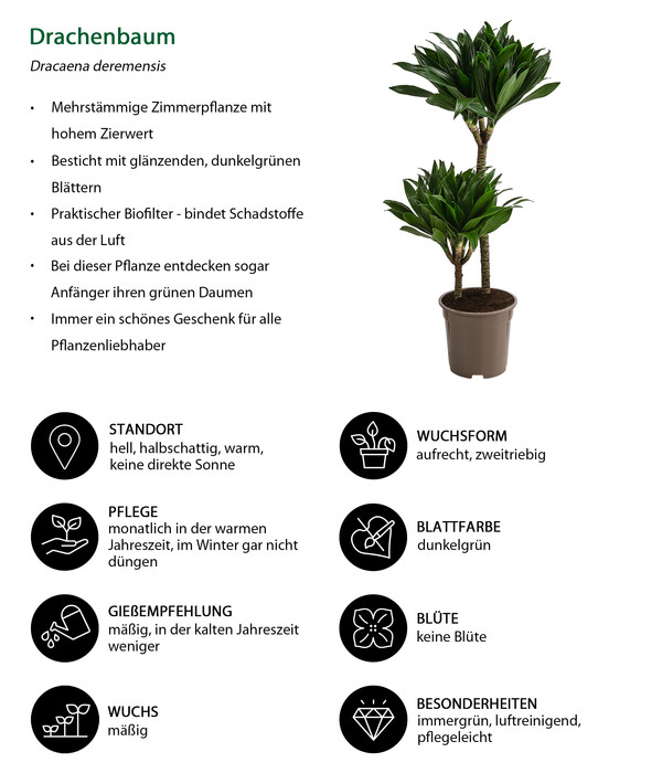 Drachenbaum - Dracaena deremensis compacta