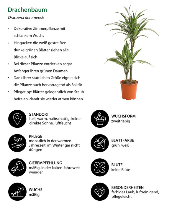 Drachenbaum - Dracaena deremensis 'White Stripe'