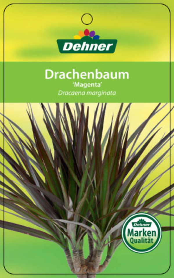 Drachenbaum - Dracaena marginata 'Magenta'