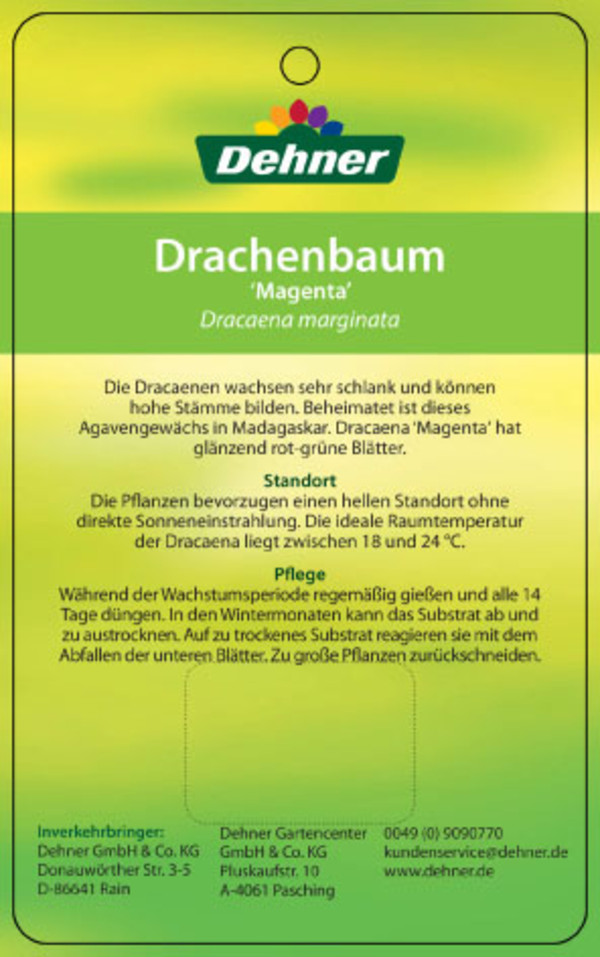 Drachenbaum - Dracaena marginata 'Magenta'