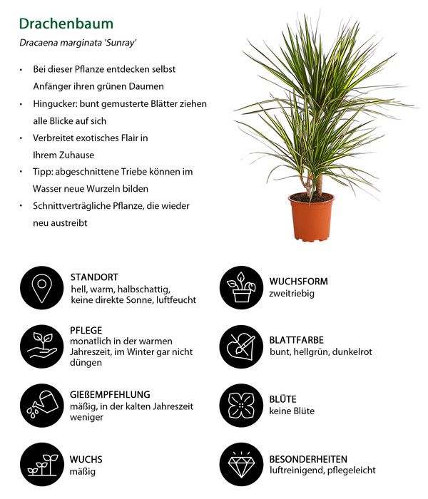 Drachenbaum - Dracaena marginata 'Sunray'