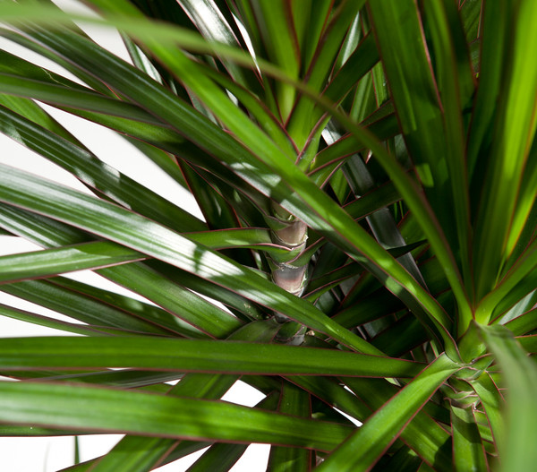 Drachenbaum - Dracaena marginata, verzweigt