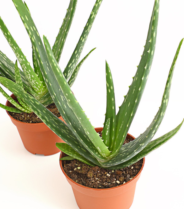 Echte Aloe-Set - Aloe vera