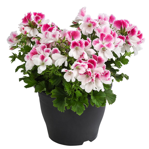 Edelpelargonie, verschiedene Farben