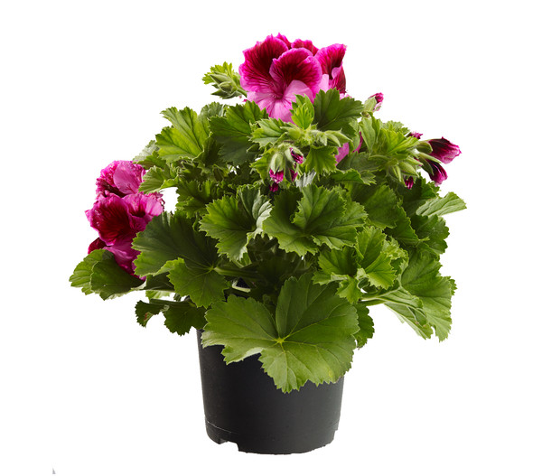 Edelpelargonie, verschiedene Farben