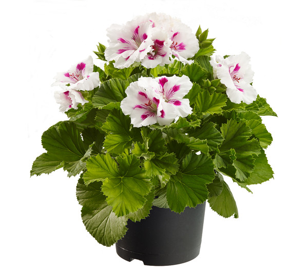 Edelpelargonie, verschiedene Farben