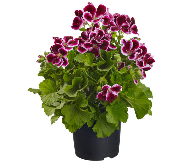 Edelpelargonie, verschiedene Farben