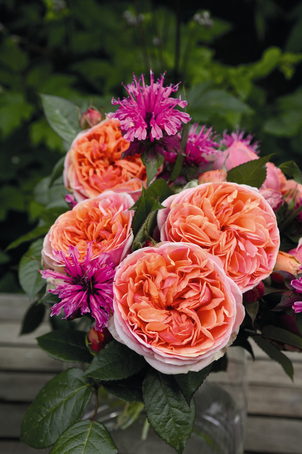 Edelrose 'Chippendale®'