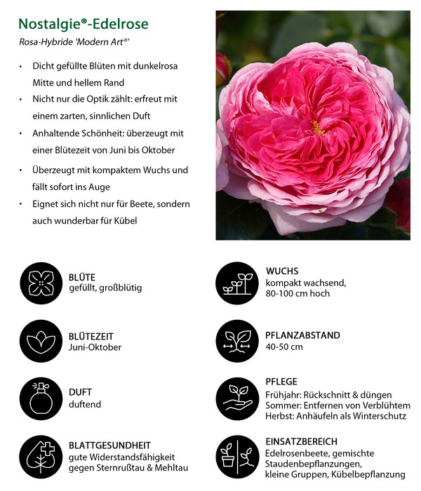 Nostalgie®-Edelrose 'Modern Art®'