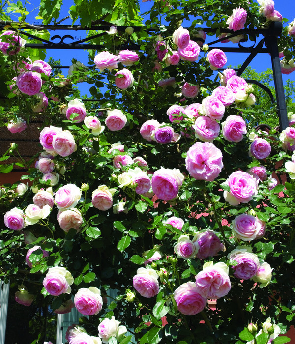 Kletterrose 'Eden Rose®'