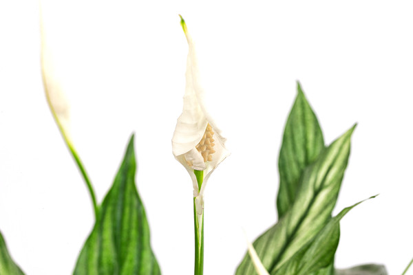 Einblatt - Spathiphyllum 'Silver Cupido'