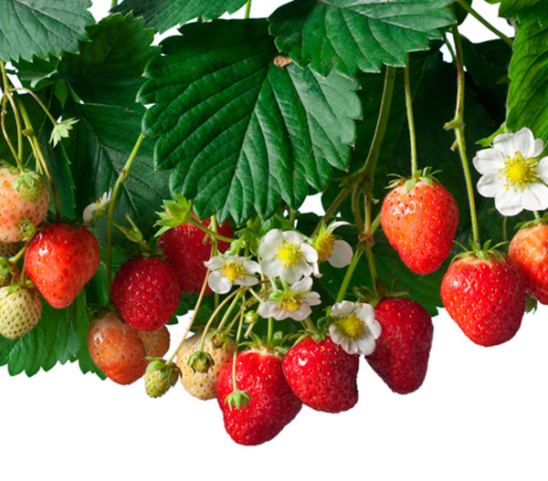 Erdbeerampel