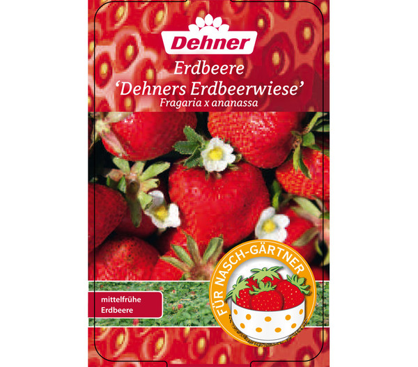 Erdbeere 'Erdbeerwiese', 8er-Schale