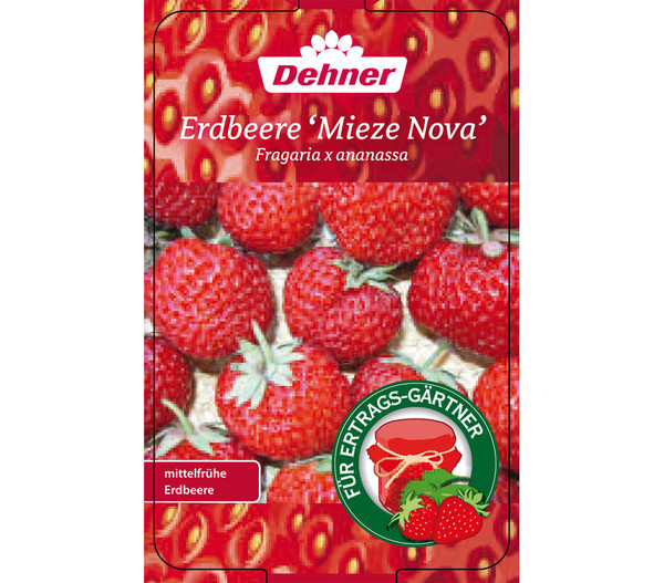 Erdbeere 'Mieze Nova', 8er-Schale