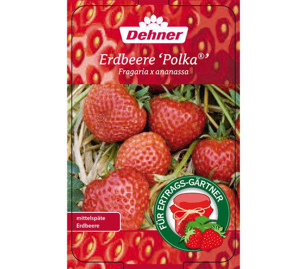 Erdbeere 'Polka', 8er-Schale
