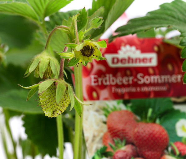 Erdbeer-Set Erdbeer-Sommer, 4 Sorten, 8er-Schale