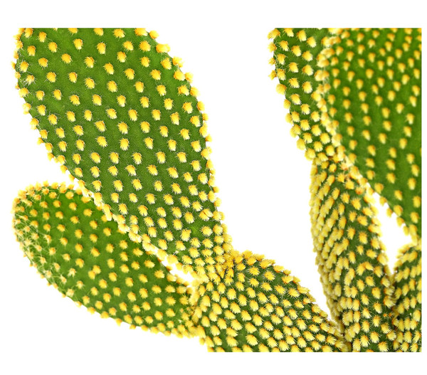 Feigenkaktus - Opuntia microdasys 'Yellow'