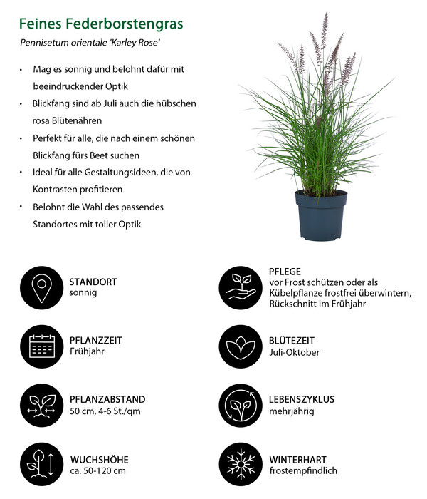 Feines Federborstengras 'Karley Rose'