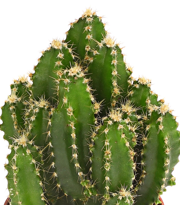 Felsenkaktus - Cereus repandus/Cereus peruvianus