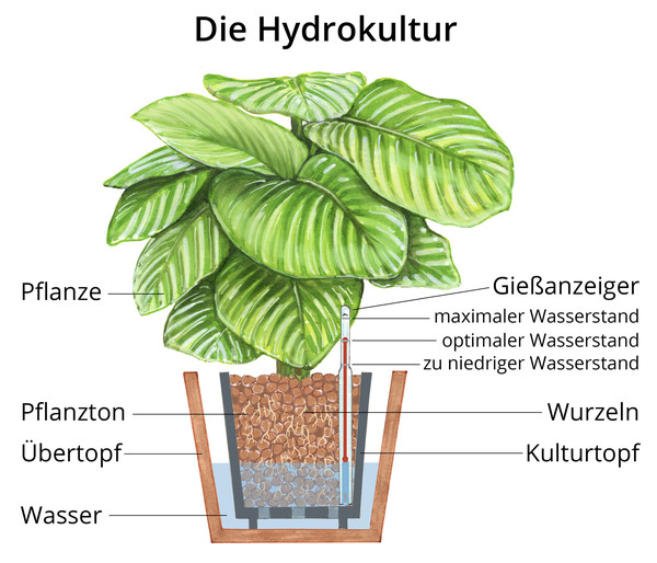 Fensterblatt - Monstera deliciosa, Hydrokultur