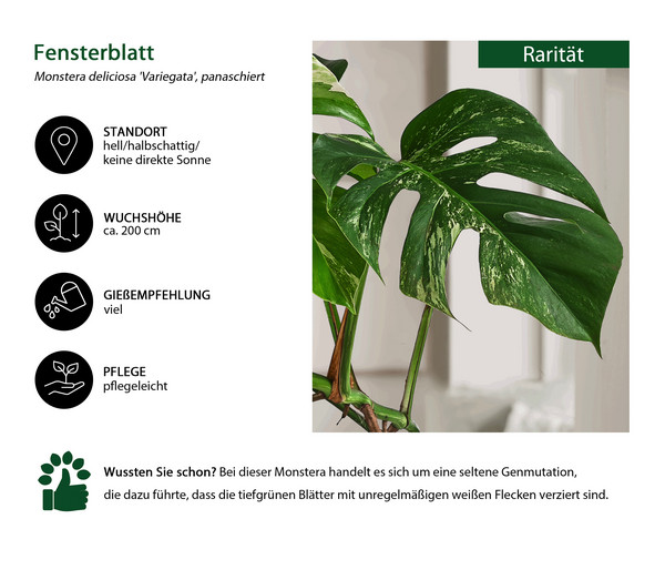 Fensterblatt - Monstera deliciosa 'Variegata', panaschiert