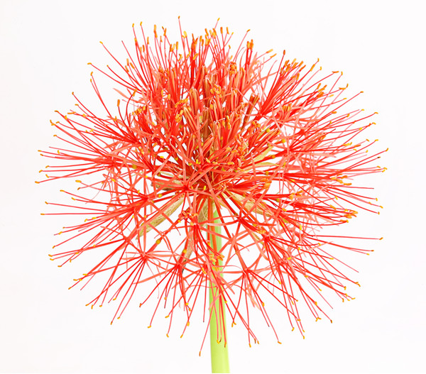 Feuerball-Lilie - Blutblume