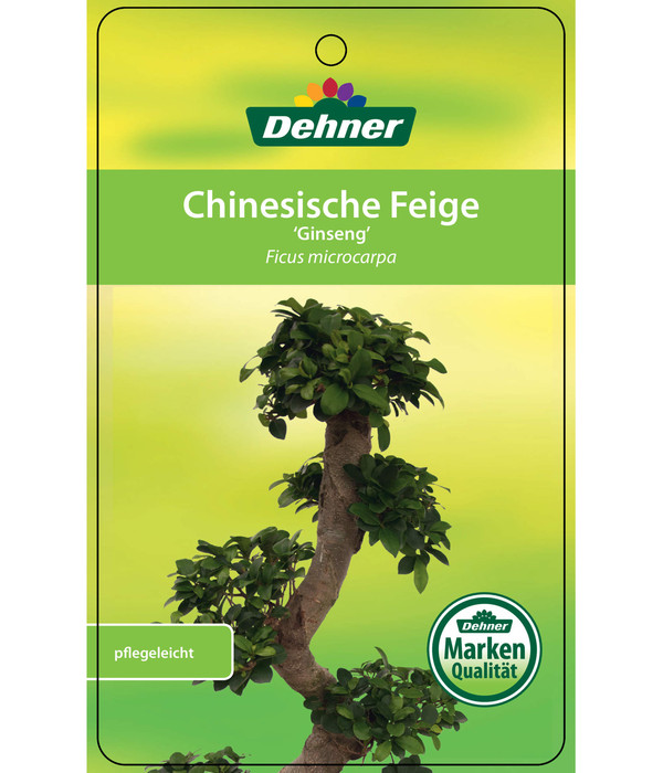 Chinesische Feige - Ficus microcarpa 'Ginseng', in Keramik, rund