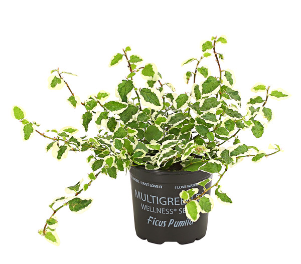 Kletterfeige - Ficus pumila 'Sunny'