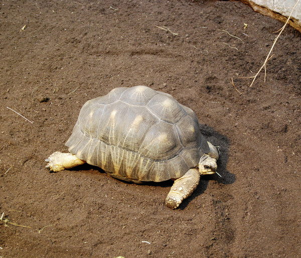 Floragard Schildkrötensubstrat